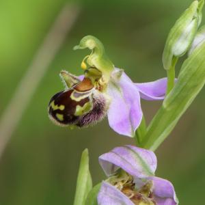Photographie n°2430074 du taxon Ophrys apifera Huds. [1762]