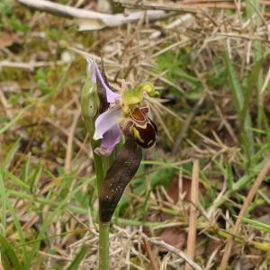 Photographie n°2430076 du taxon Ophrys apifera Huds. [1762]