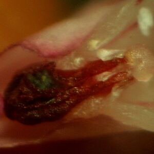 Photographie n°2430081 du taxon Dactylorhiza elata (Poir.) Soó [1962]