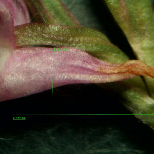 Photographie n°2430083 du taxon Dactylorhiza elata (Poir.) Soó [1962]