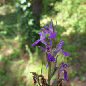 Photographie n°2430088 du taxon Dactylorhiza elata (Poir.) Soó [1962]