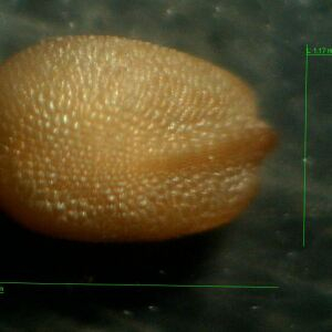 Photographie n°2430089 du taxon Petrorhagia nanteuilii (Burnat) P.W.Ball & Heywood [1964]