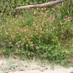 Photographie n°2430108 du taxon Anthyllis vulneraria L. [1753]