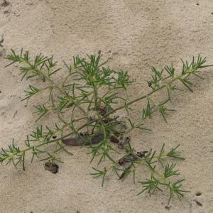 Photographie n°2430111 du taxon Salsola kali L. [1753]