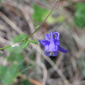 Photographie n°2430116 du taxon Aquilegia vulgaris L. [1753]