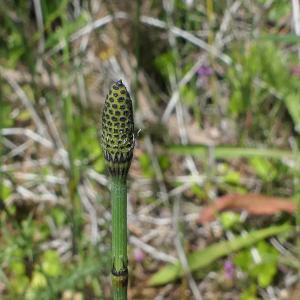 Photographie n°2430121 du taxon Equisetum ramosissimum Desf. [1799]