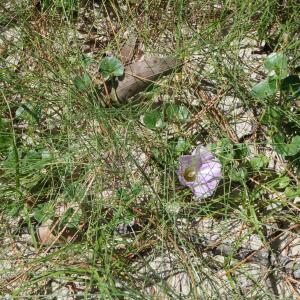 Photographie n°2430123 du taxon Calystegia soldanella (L.) Roem. & Schult. [1819]