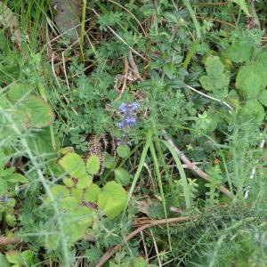 Photographie n°2430135 du taxon Ajuga reptans L. [1753]