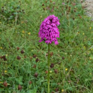 Photographie n°2430152 du taxon Anacamptis pyramidalis (L.) Rich. [1817]