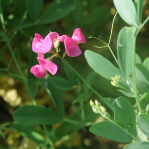 Photographie n°2430192 du taxon Lathyrus tuberosus L.