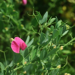 Photographie n°2430193 du taxon Lathyrus tuberosus L.