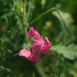 Photographie n°2430194 du taxon Lathyrus tuberosus L.