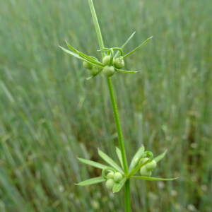 Photographie n°2430206 du taxon Galium tricornutum Dandy