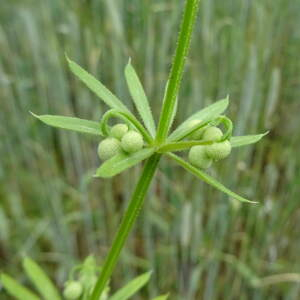 Photographie n°2430208 du taxon Galium tricornutum Dandy