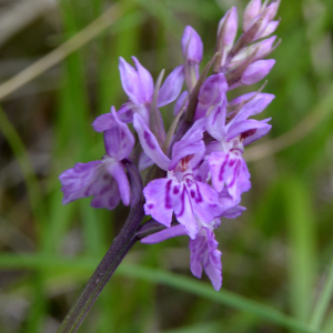 Photographie n°2430247 du taxon Dactylorhiza fuchsii (Druce) Soó