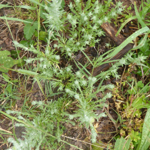 Photographie n°2430274 du taxon Filago germanica (L.) L. [1759]