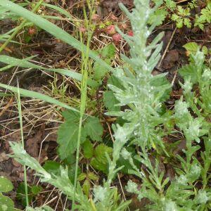 Photographie n°2430275 du taxon Filago germanica (L.) L. [1759]