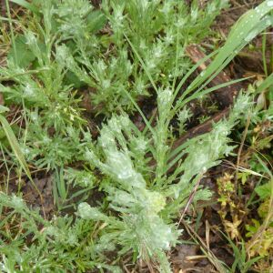 Photographie n°2430276 du taxon Filago germanica (L.) L. [1759]