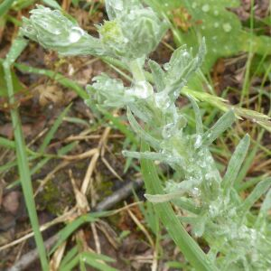 Photographie n°2430277 du taxon Filago germanica (L.) L. [1759]