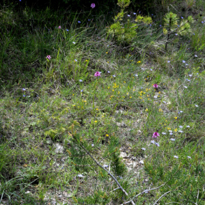 Photographie n°2430301 du taxon Anacamptis pyramidalis (L.) Rich.