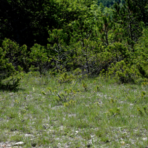 Photographie n°2430305 du taxon Platanthera bifolia (L.) Rich.