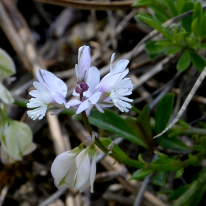 Photographie n°2430308 du taxon Polygala alpestris Rchb.