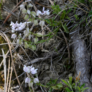 Photographie n°2430309 du taxon Polygala alpestris Rchb.