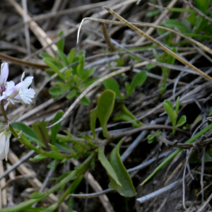 Photographie n°2430310 du taxon Polygala alpestris Rchb.