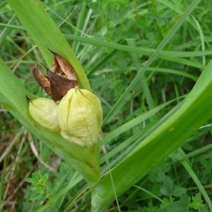 Photographie n°2430323 du taxon Colchicum autumnale L.