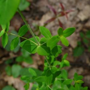 Photographie n°2430347 du taxon Hypericum pulchrum L. [1753]