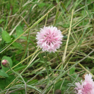 Photographie n°2430385 du taxon Cyanus segetum Hill [1762]