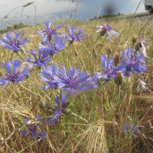 Photographie n°2430387 du taxon Cyanus segetum Hill [1762]