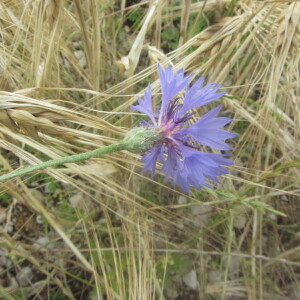 Photographie n°2430389 du taxon Cyanus segetum Hill [1762]