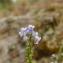 Photographie n°2430391 du taxon Anarrhinum bellidifolium (L.) Willd. [1800]