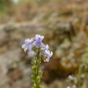 Photographie n°2430393 du taxon Anarrhinum bellidifolium (L.) Willd. [1800]