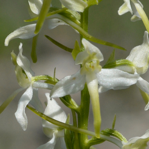 Photographie n°2430415 du taxon Platanthera bifolia (L.) Rich.