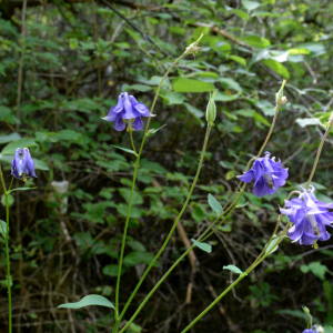 Photographie n°2430421 du taxon Aquilegia vulgaris L.