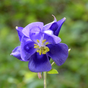 Photographie n°2430422 du taxon Aquilegia vulgaris L.