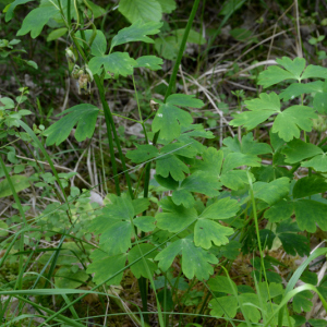 Photographie n°2430423 du taxon Aquilegia vulgaris L.