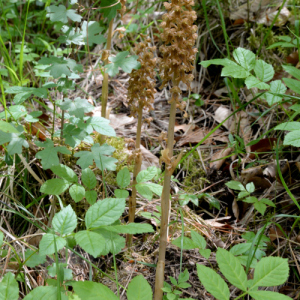 Photographie n°2430426 du taxon Neottia nidus-avis (L.) Rich.