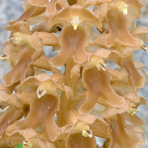 Photographie n°2430433 du taxon Neottia nidus-avis (L.) Rich.