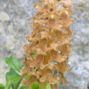 Photographie n°2430434 du taxon Neottia nidus-avis (L.) Rich.