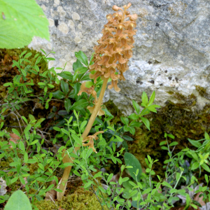 Photographie n°2430435 du taxon Neottia nidus-avis (L.) Rich.