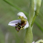  Michel Pansiot - Ophrys apifera Huds.