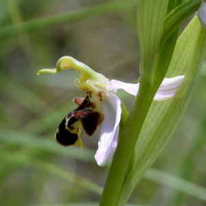 Photographie n°2430444 du taxon Ophrys apifera Huds.