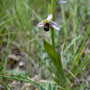 Photographie n°2430445 du taxon Ophrys apifera Huds.