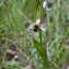  Michel Pansiot - Ophrys apifera Huds.