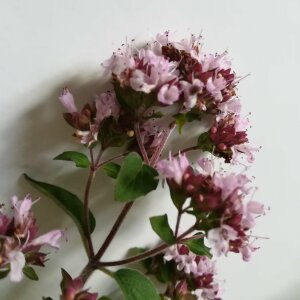 Photographie n°2430465 du taxon Origanum vulgare L. [1753]