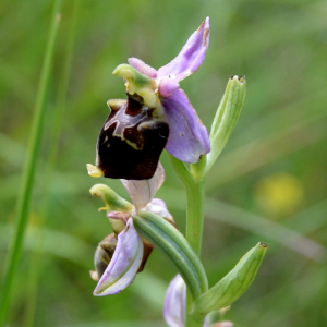 Ophrys fuciflora subsp. ambigua (Gren.) P.Fourn. (Ophrys bourdon)