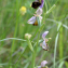  Michel Pansiot - Ophrys fuciflora (F.W.Schmidt) Moench